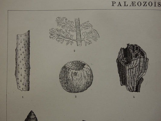 Oude prent van FOSSIELEN uit het Paleozoïcum Siluur Perm Devoon Antieke Nederlandse Illustratie Prints
