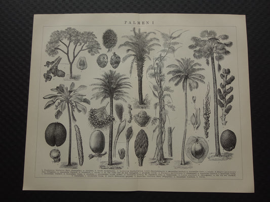 PALMBOOM vintage print uit 1921 originele Nederlandse antieke Palmbomen prent Oude botanische prints Kokospalm Dadelpalm Oliepalm Wijnpalm