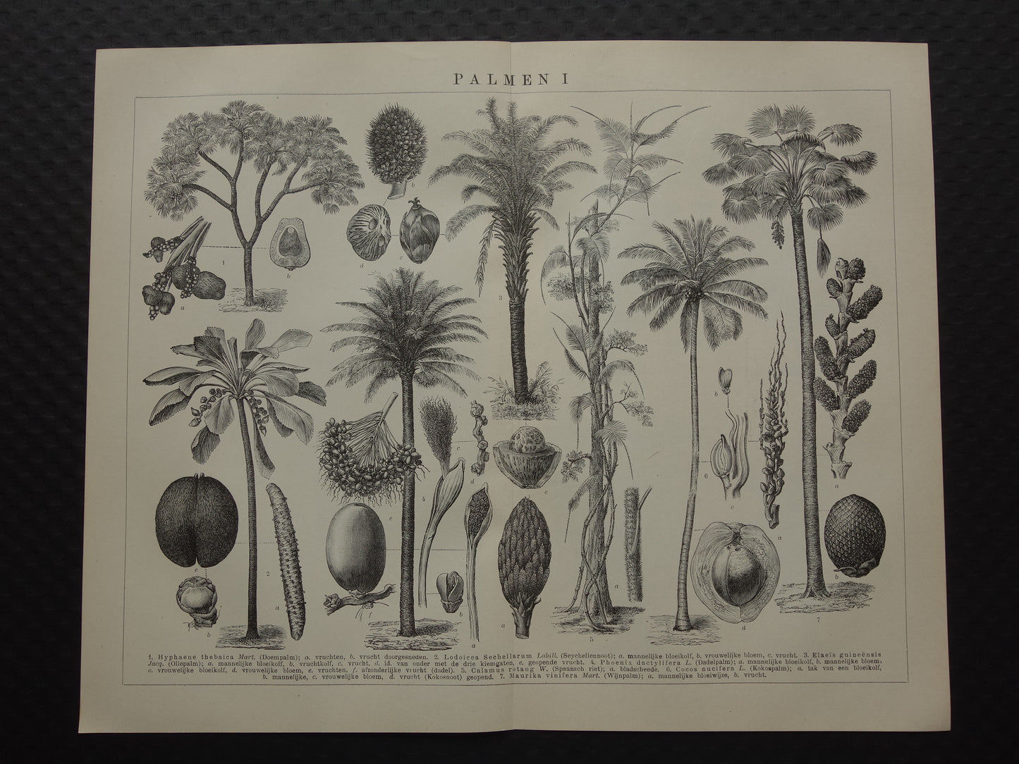 PALMBOOM vintage print uit 1921 originele Nederlandse antieke Palmbomen prent Oude botanische prints Kokospalm Dadelpalm Oliepalm Wijnpalm