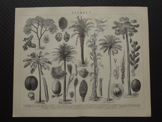 PALMBOOM vintage print uit 1921 originele Nederlandse antieke Palmbomen prent Oude botanische prints Kokospalm Dadelpalm Oliepalm Wijnpalm