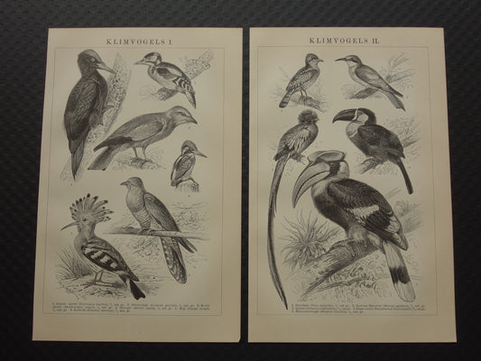 VOGELS set van 2 oude prenten Klimvogels 1909 Antieke Nederlandse Neushoornvogel Hop Specht Illustratie Prints