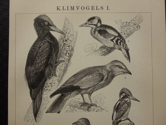 VOGELS set van 2 oude prenten Klimvogels 1909 Antieke Nederlandse Neushoornvogel Hop Specht Illustratie Prints