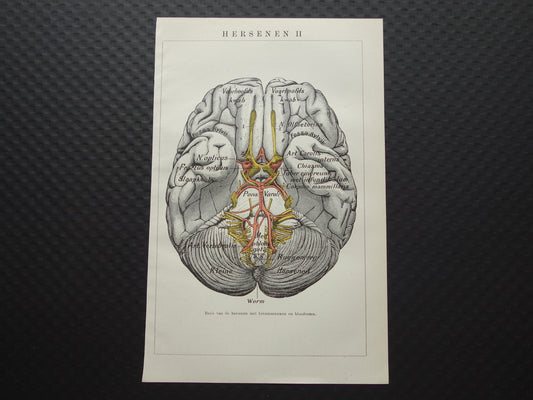 HERSENEN Oude Anatomie Prent 1918 Originele kleine antieke anatomische illustratie vintage Nederlandse print van hersenen