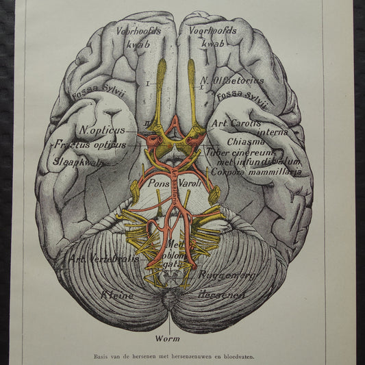 HERSENEN Oude Anatomie Prent 1918 Originele kleine antieke anatomische illustratie vintage Nederlandse print van hersenen