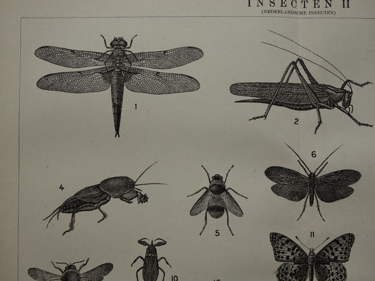 INSECTEN Oude Prent van Nederlandse Insecten 1918 Originele antieke illustratie vintage print