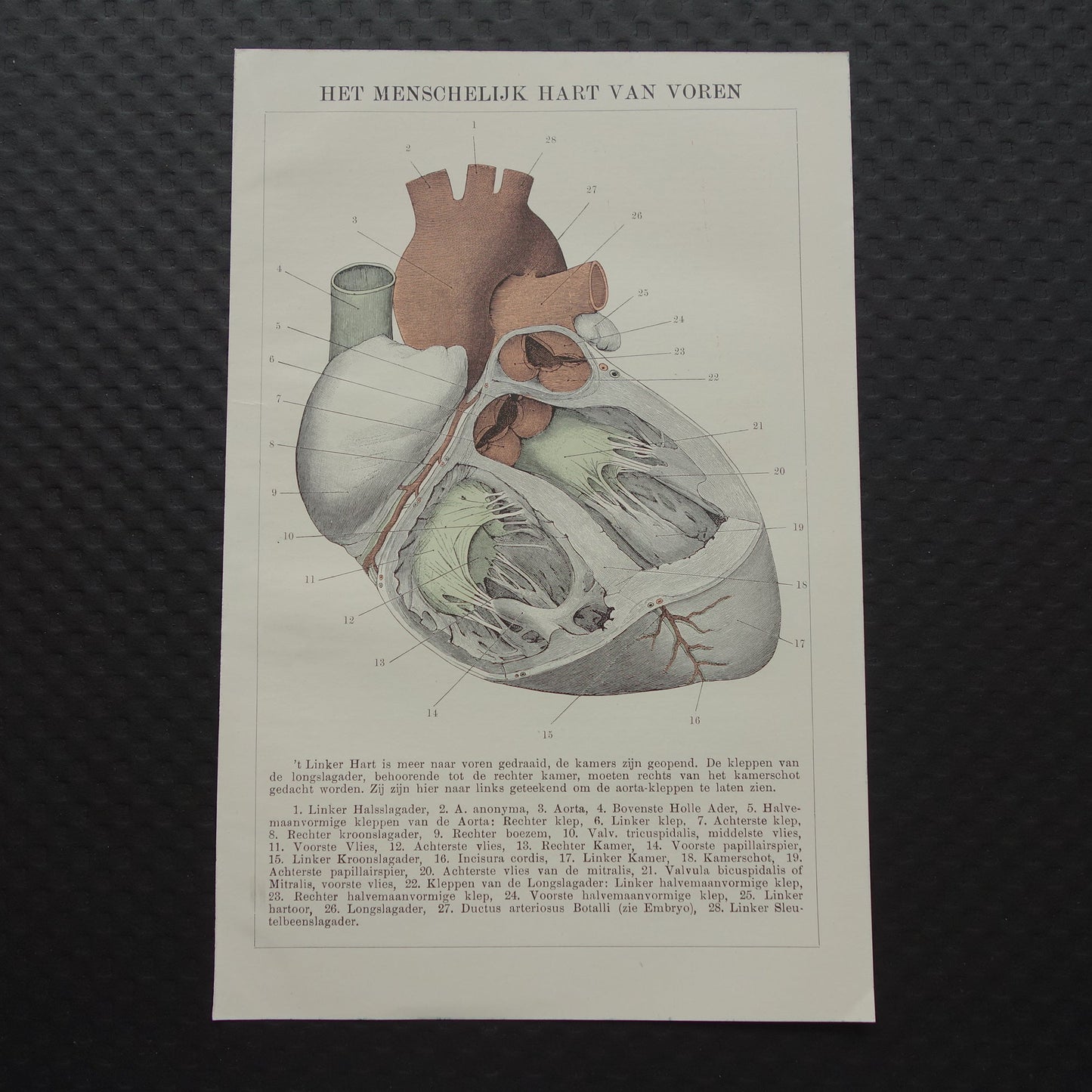 Oude Anatomie Prent van het Hart - Originele 115+ jaar oude Illustratie Hart - Vintage Nederlandse Anatomische Prenten