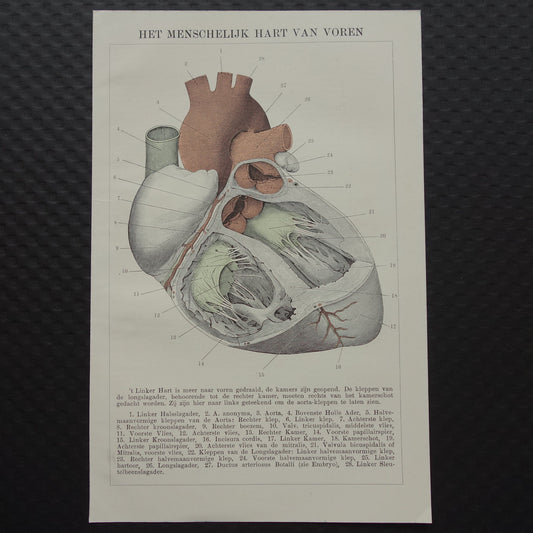 Oude Anatomie Prent van het Hart - Originele 115+ jaar oude Illustratie Hart - Vintage Nederlandse Anatomische Prenten