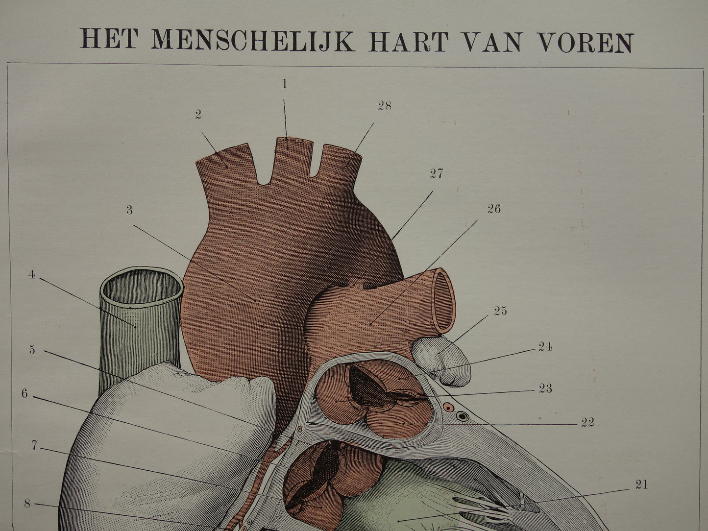 Oude Anatomie Prent van het Hart - Originele 115+ jaar oude Illustratie Hart - Vintage Nederlandse Anatomische Prenten