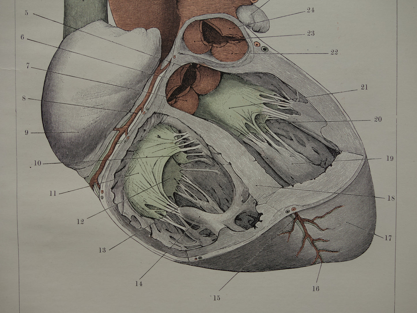 Oude Anatomie Prent van het Hart - Originele 115+ jaar oude Illustratie Hart - Vintage Nederlandse Anatomische Prenten