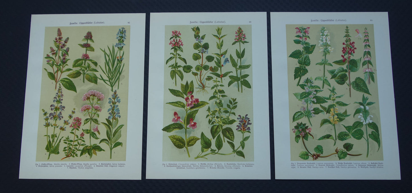vintage botanische prenten kopen