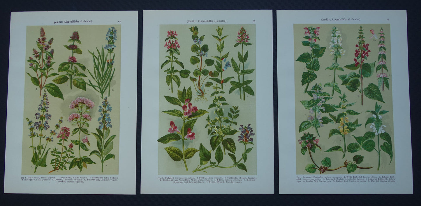 Set van drie oude botanische prenten - 1911 originele antieke bloemen illustratie - 3 vintage bloem prints paars