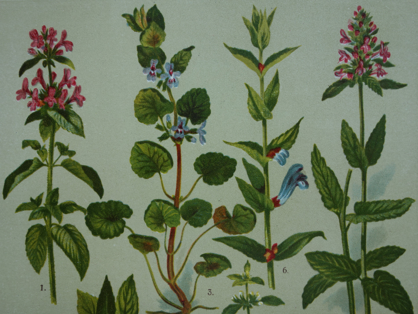 Set van drie oude botanische prenten - 1911 originele antieke bloemen illustratie - 3 vintage bloem prints paars
