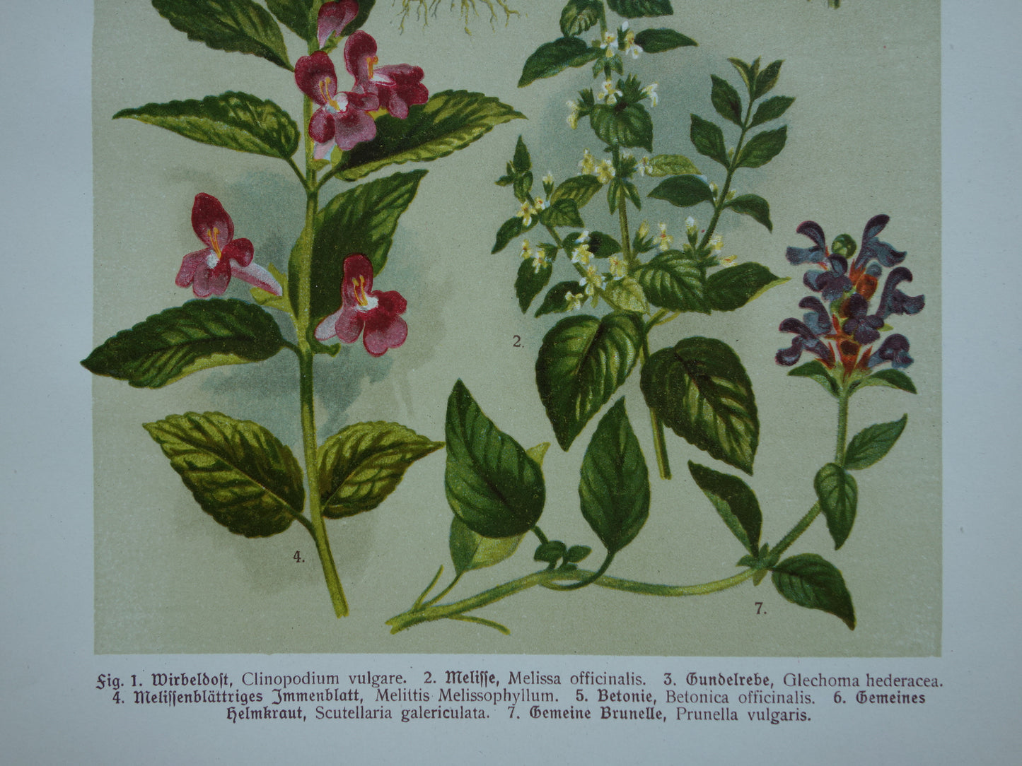 Set van drie oude botanische prenten - 1911 originele antieke bloemen illustratie - 3 vintage bloem prints paars