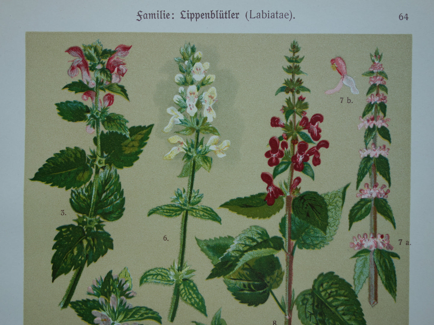 Set van drie oude botanische prenten - 1911 originele antieke bloemen illustratie - 3 vintage bloem prints paars