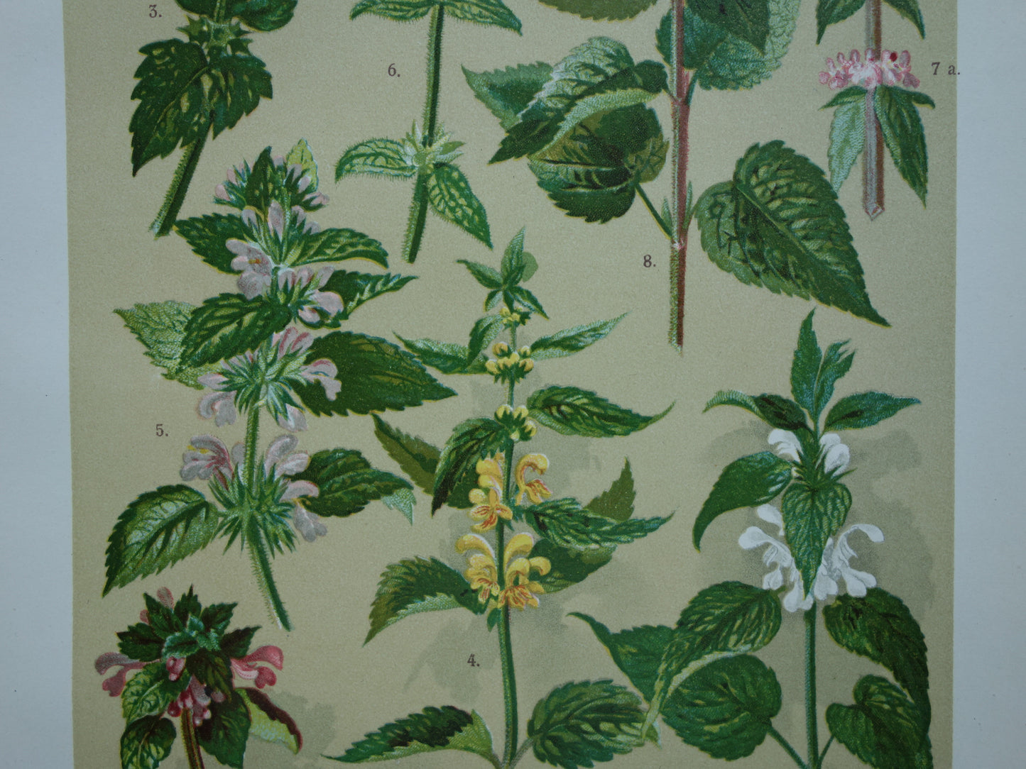 Set van drie oude botanische prenten - 1911 originele antieke bloemen illustratie - 3 vintage bloem prints paars