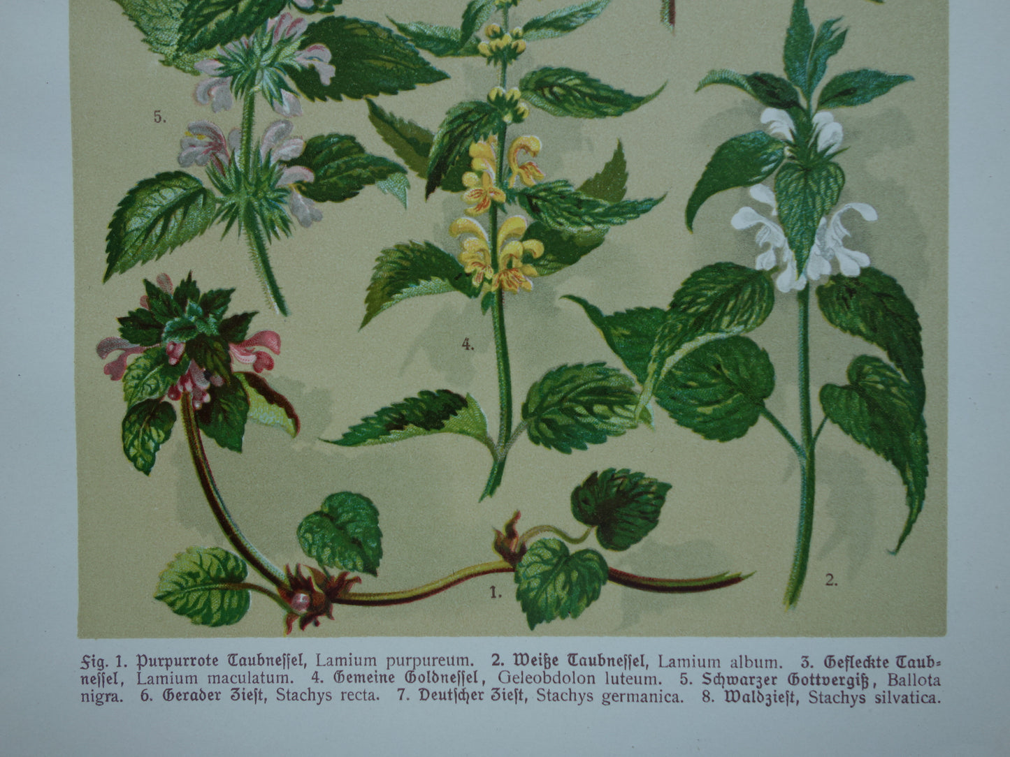 Set van drie oude botanische prenten - 1911 originele antieke bloemen illustratie - 3 vintage bloem prints paars