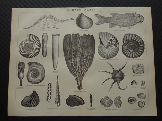 FOSSIELEN set van 2 oude prenten Fossiel Krijt Jura 1909 Antieke Nederlandse Illustratie Prints