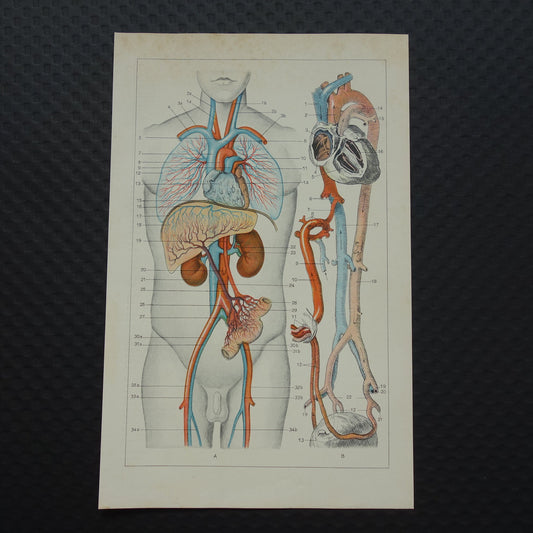BLOEDSOMLOOP Oude Anatomische Prent Originele vintage anatomie illustratie Kleine print van Bloedvaten Slagaders