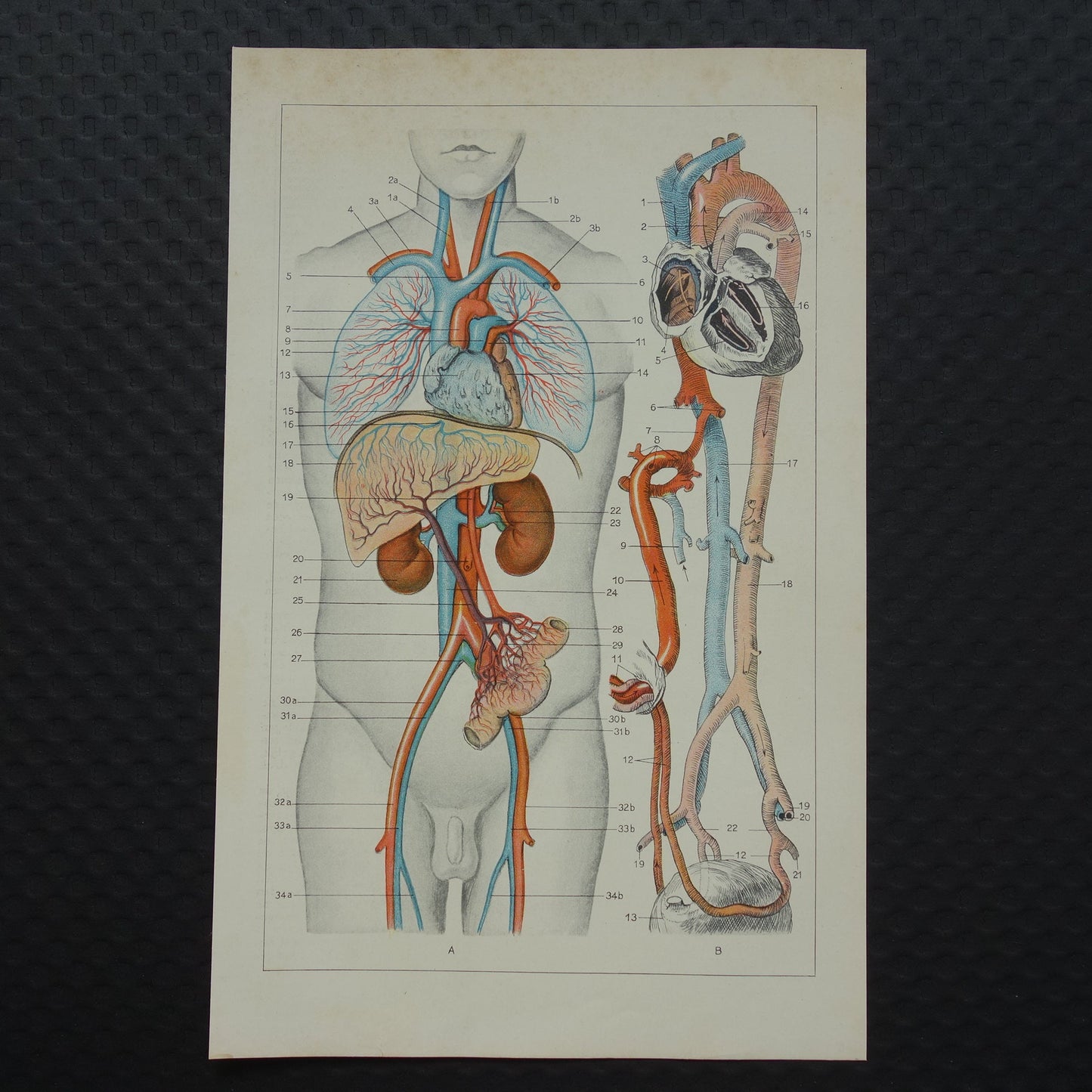 Bloedsomloop van de mens jaren dertig illustratie