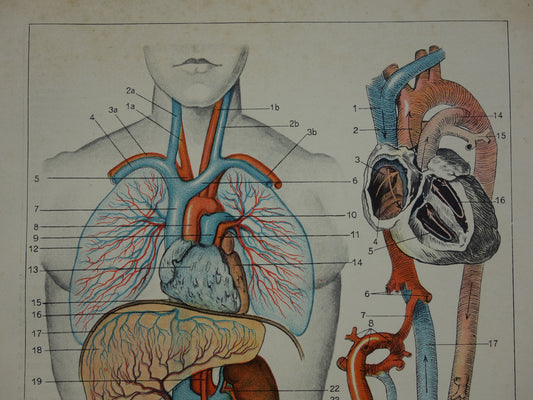 BLOEDSOMLOOP Oude Anatomische Prent Originele vintage anatomie illustratie Kleine print van Bloedvaten Slagaders