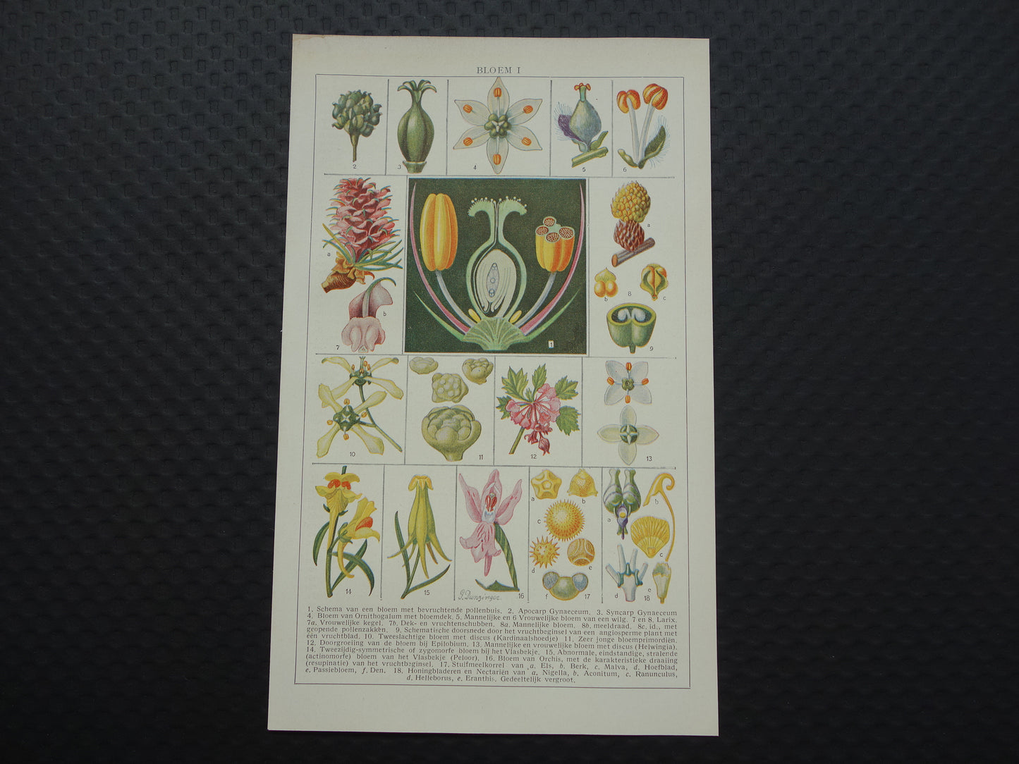 BLOEMEN Oude Botanische Prent Originele vintage planten anatomie illustratie Bloem Kleine print