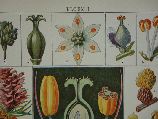 bloemen planten anatomie