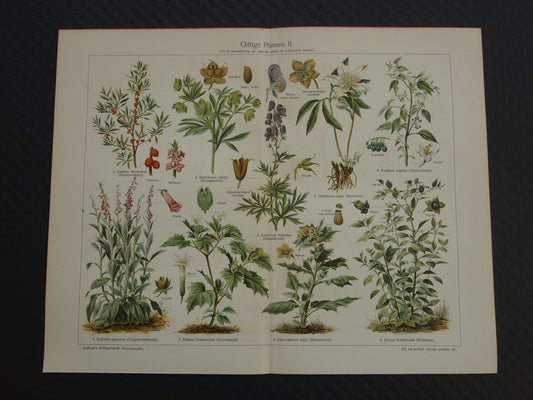 Oude botanische prent uit 1928 over giftige planten Originele vintage Nederlandse illustratie gif plant kruiden