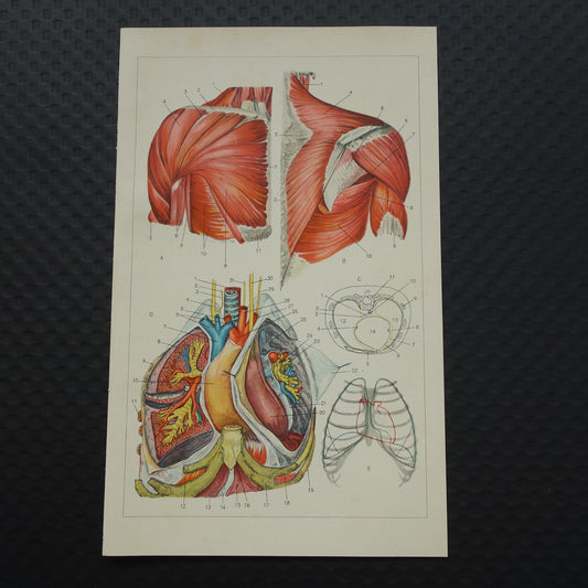 BORSTKAS Oude Anatomische Prent Originele vintage anatomie illustratie Borstholte Kleine print van Bovenzijde romp