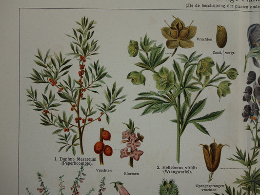 Oude botanische prent uit 1928 over giftige planten Originele vintage Nederlandse illustratie gif plant kruiden