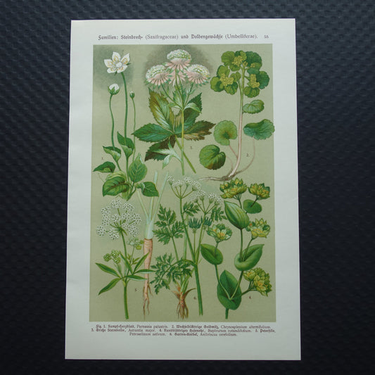 Vintage botanische prent Peterselie Kervel - 1911 originele oude illustratie Zeeuws knoopje - antieke planten bloemen prints