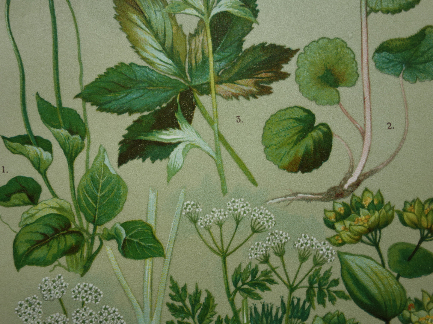 Vintage botanische prent Peterselie Kervel - 1911 originele oude illustratie Zeeuws knoopje - antieke planten bloemen prints