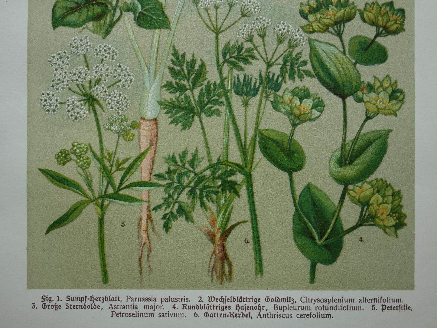 Vintage botanische prent Peterselie Kervel - 1911 originele oude illustratie Zeeuws knoopje - antieke planten bloemen prints