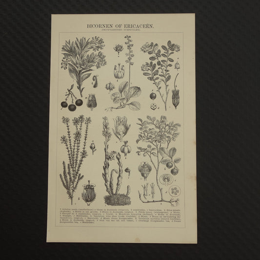 BOSBES Oude botanische prent uit 1907 over Ericaceae Blauwe en Rode Bosbessen Aardbeiboom antieke Nederlandse illustratie print