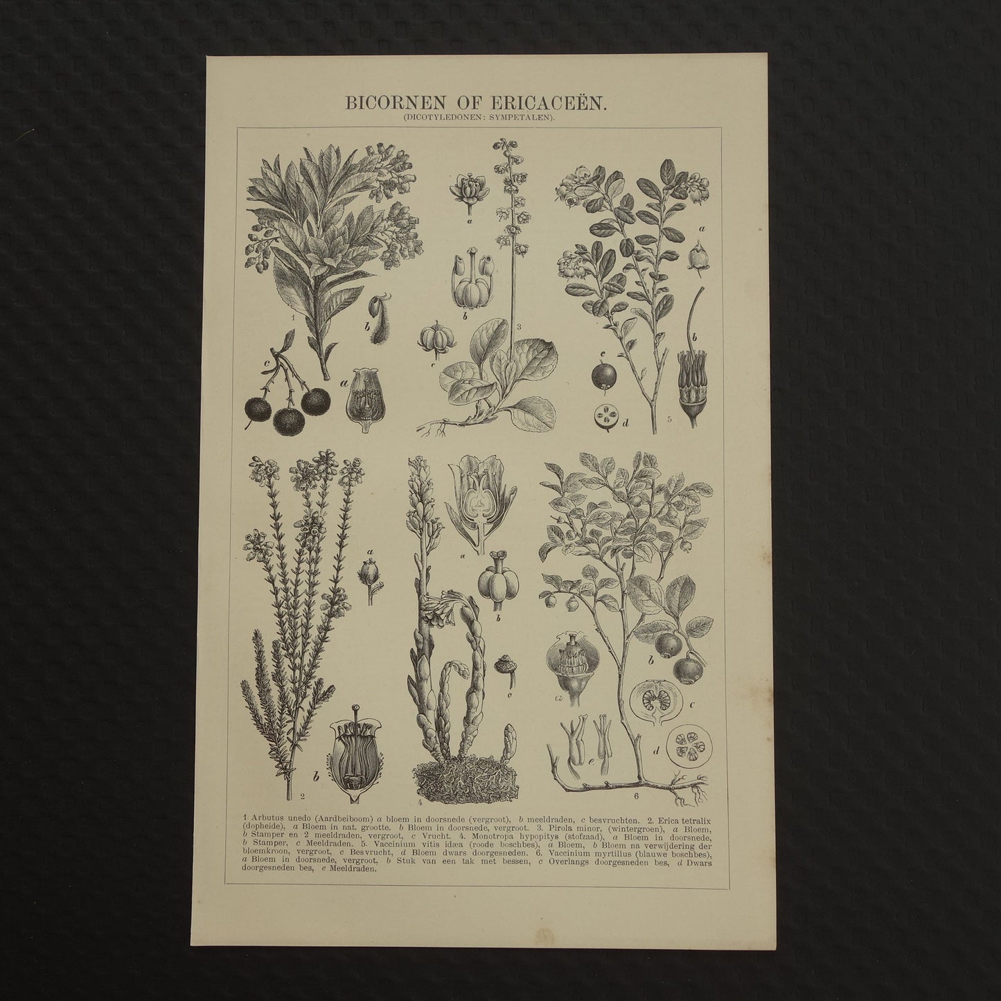 BOSBES Oude botanische prent uit 1907 over Ericaceae Blauwe en Rode Bosbessen Aardbeiboom antieke Nederlandse illustratie print