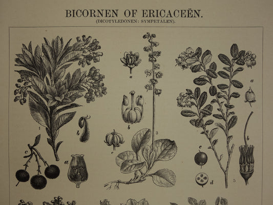 BOSBES Oude botanische prent uit 1907 over Ericaceae Blauwe en Rode Bosbessen Aardbeiboom antieke Nederlandse illustratie print