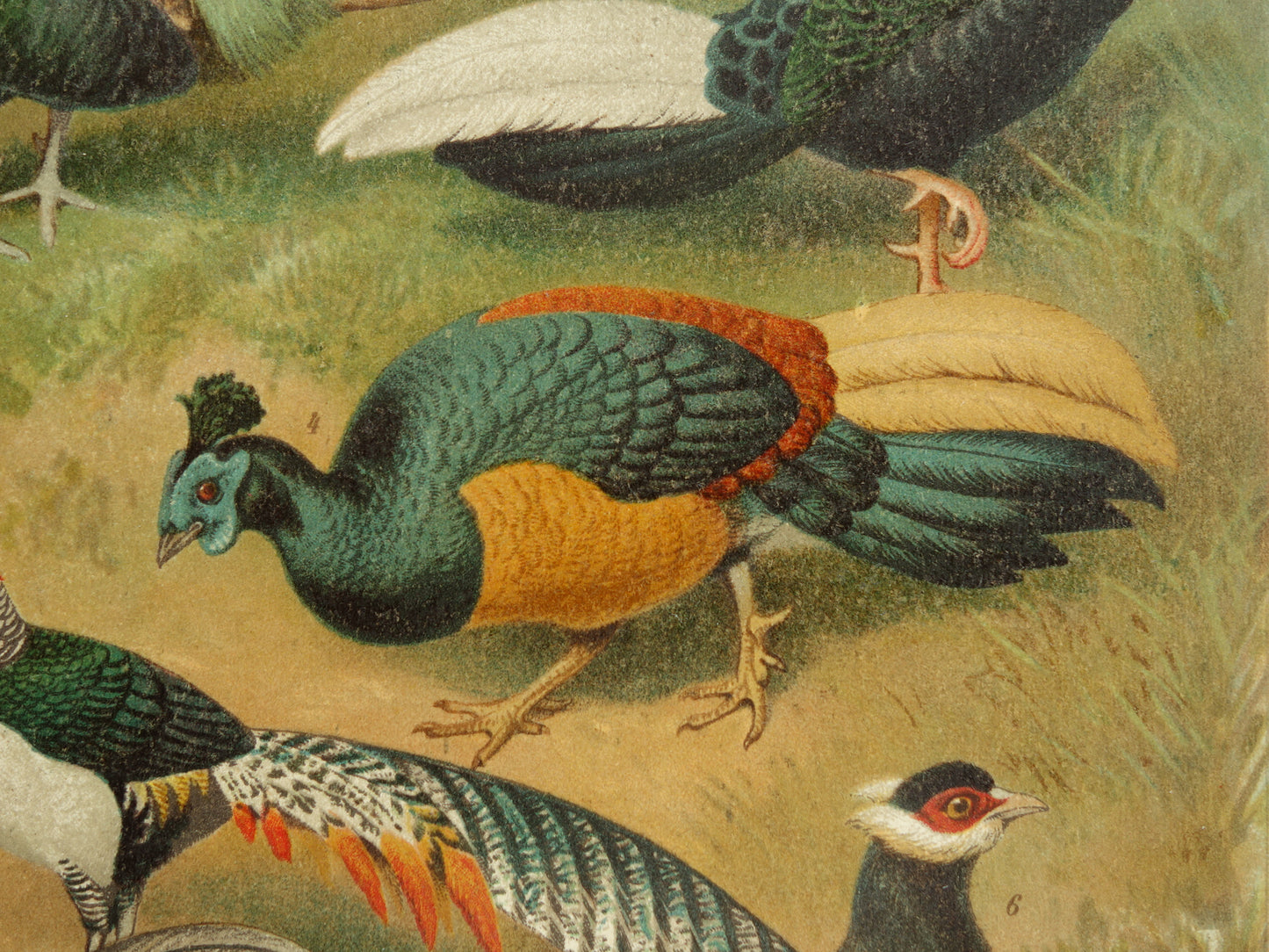 FAZANTEN Oude prent uit 1907 originele Nederlandse antieke illustratie Fazant Oude prints vogels