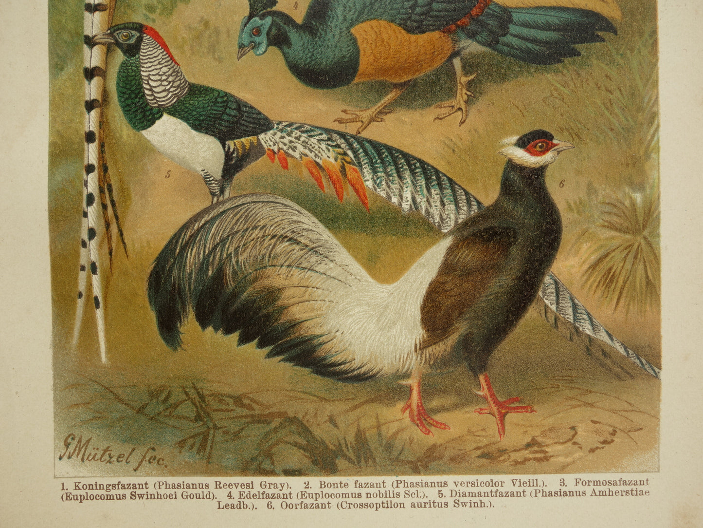FAZANTEN Oude prent uit 1907 originele Nederlandse antieke illustratie Fazant Oude prints vogels