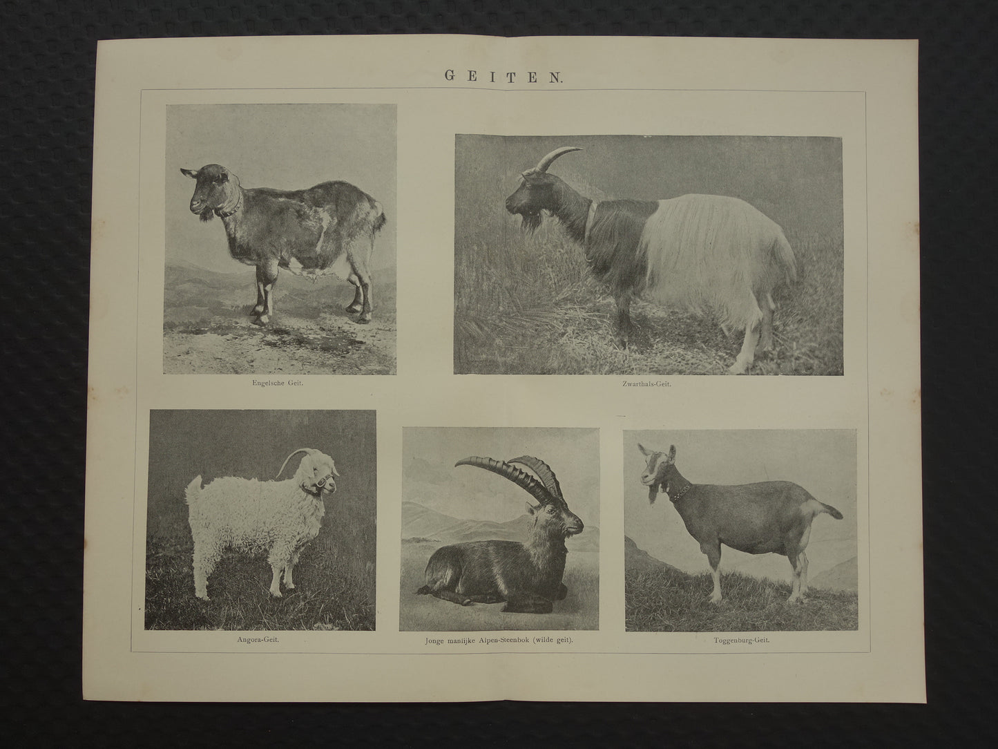 GEITEN Oude dieren prent uit 1907 over Geit Originele antieke Nederlandse illustratie