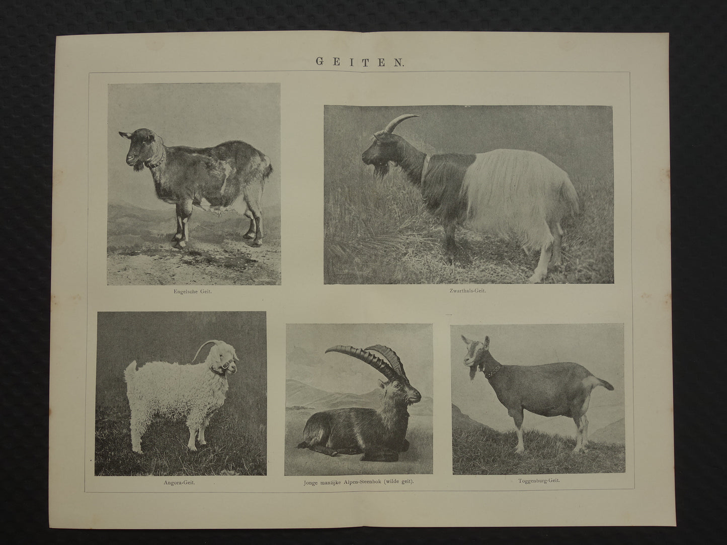 GEITEN Oude dieren prent uit 1907 over Geit Originele antieke Nederlandse illustratie