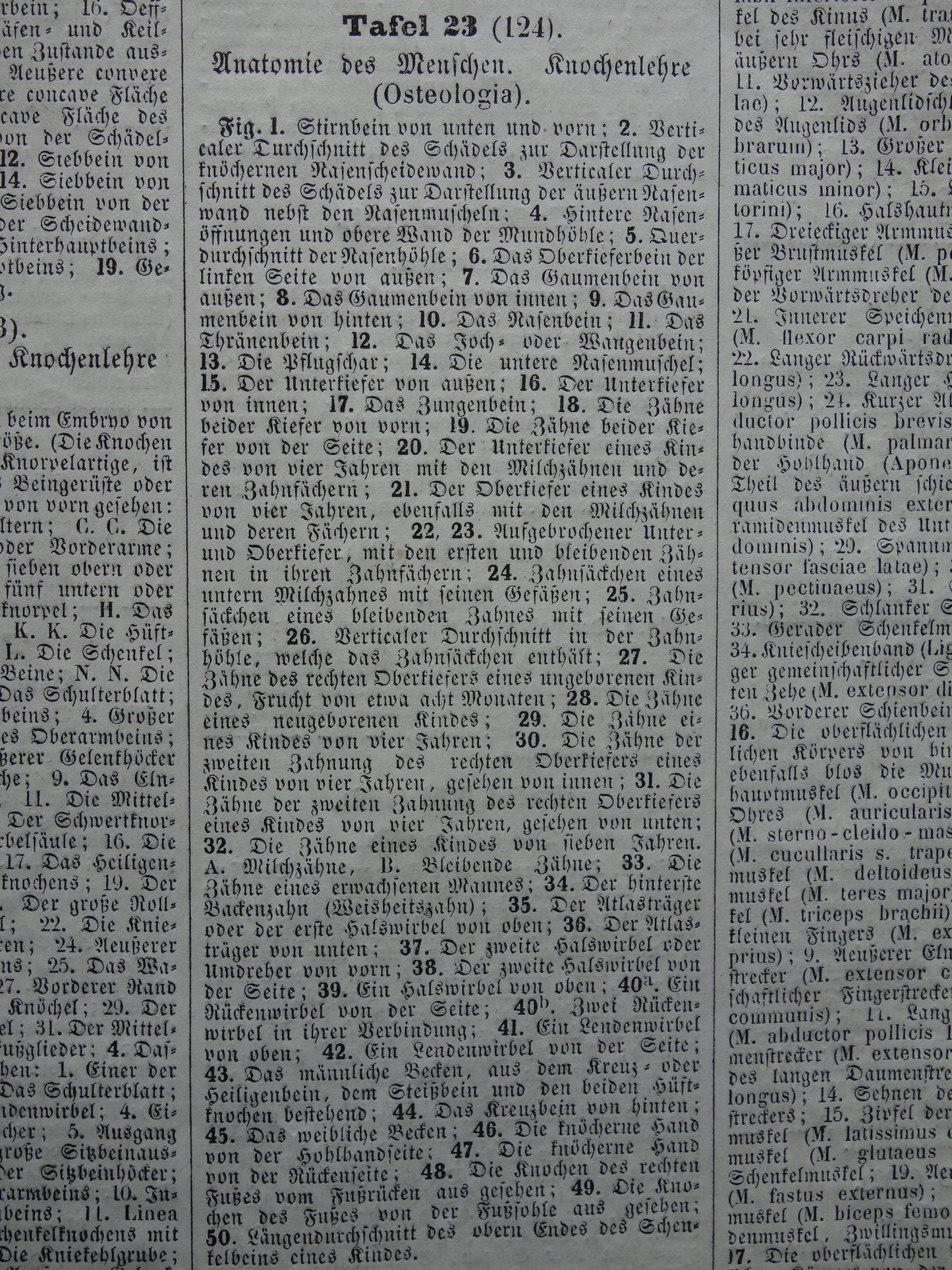 TANDEN oude anatomie print over Tand Kaak Gebit Antieke prent Vintage anatomische illustratie prent Kiezen Kaken