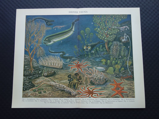 Zeeleven oude dieren prent uit 1933 over diepzeeleven oceaan vissen Originele antieke Nederlandse illustratie print