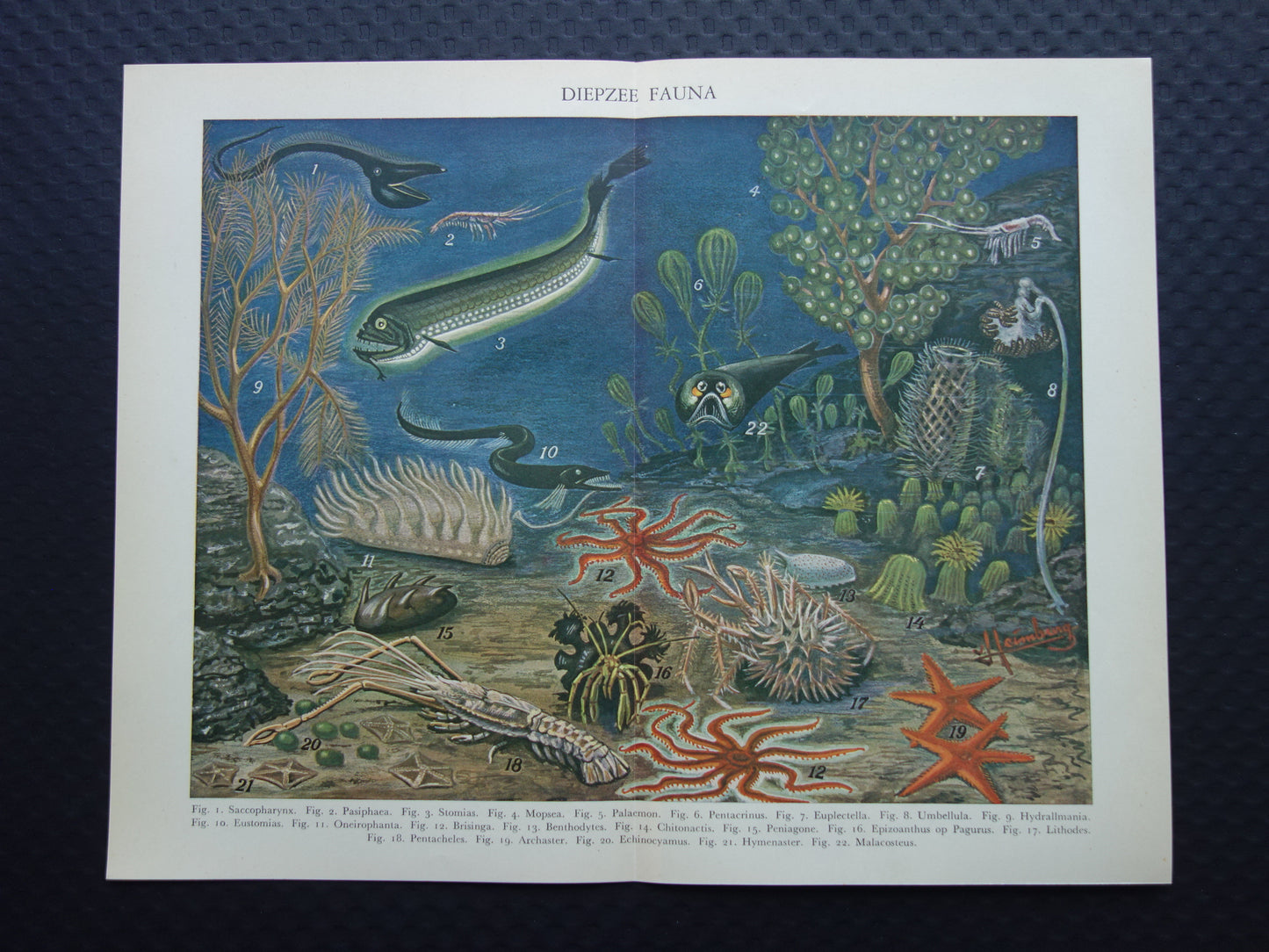 Zeeleven oude dieren prent uit 1933 over diepzeeleven oceaan vissen Originele antieke Nederlandse illustratie print