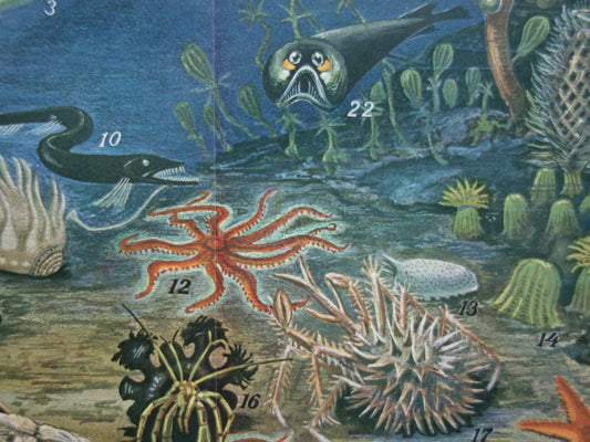 Sea life old animal print from 1933 about deep sea life ocean fish Original antique Dutch illustration print