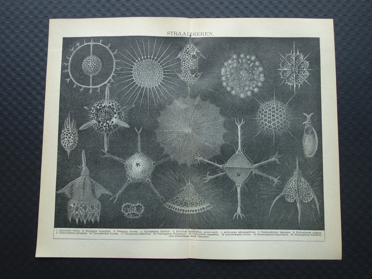 STRAALDIEREN Oude dieren prent Originele antieke Nederlandse illustratie Radiaten Radiolaria Zeeleven Stralendiertjes