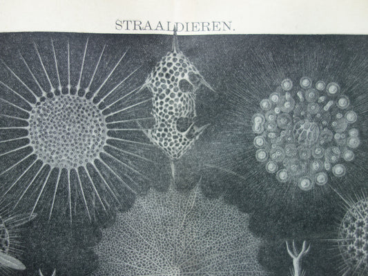 STRAALDIEREN Oude dieren prent Originele antieke Nederlandse illustratie Radiaten Radiolaria Zeeleven Stralendiertjes