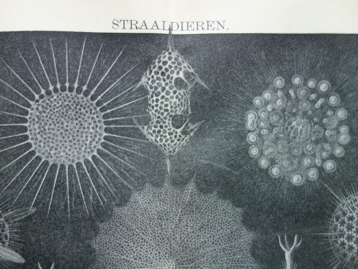 STRAALDIEREN Oude dieren prent Originele antieke Nederlandse illustratie Radiaten Radiolaria Zeeleven Stralendiertjes