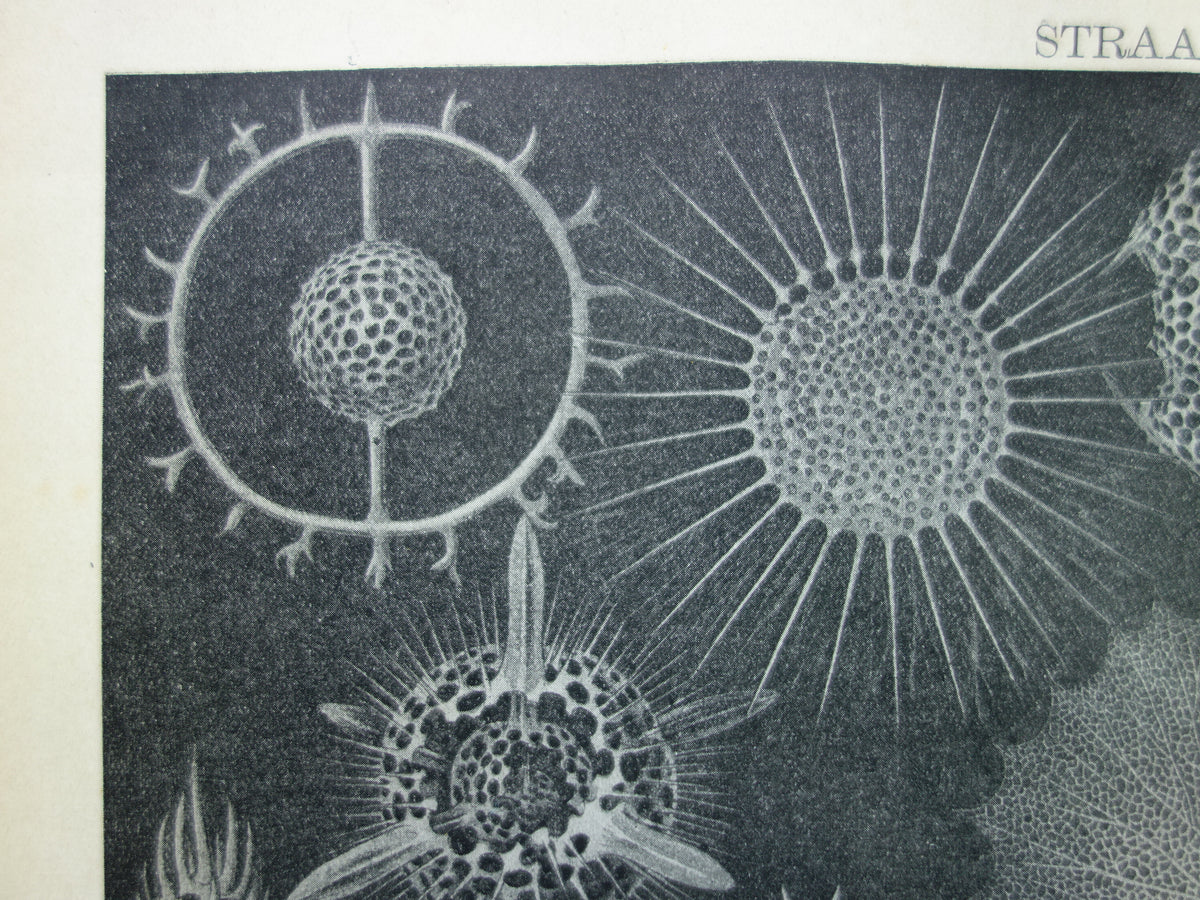 STRAALDIEREN Oude dieren prent Originele antieke Nederlandse illustratie Radiaten Radiolaria Zeeleven Stralendiertjes