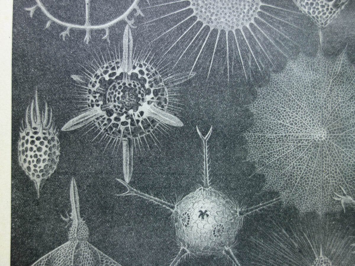 STRAALDIEREN Oude dieren prent Originele antieke Nederlandse illustratie Radiaten Radiolaria Zeeleven Stralendiertjes