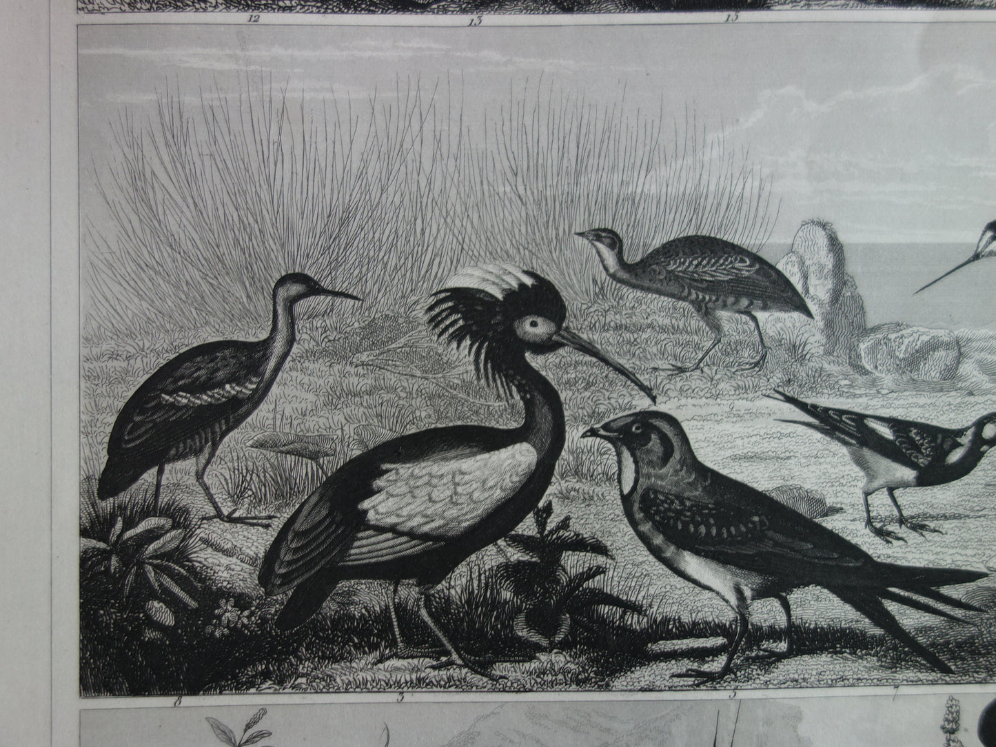 antieke afbeelding illustratie vogels vogel kopen