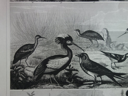 antieke afbeelding illustratie vogels vogel kopen